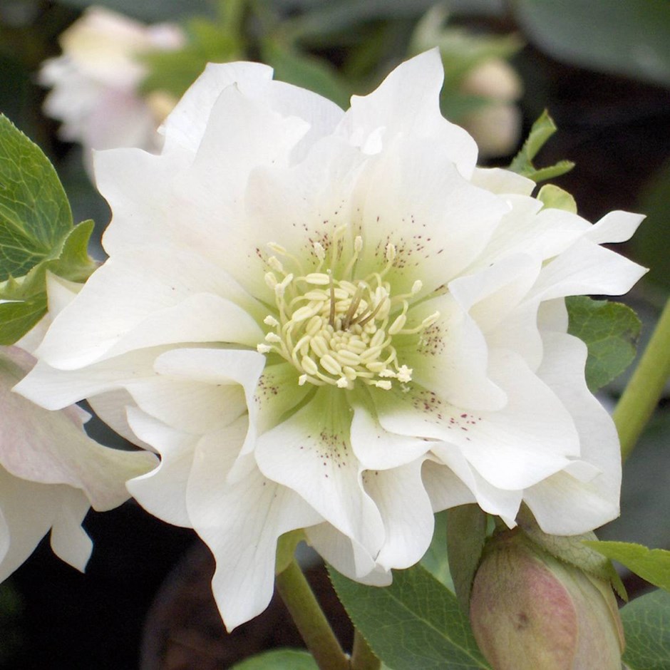 Helleborus orientalis 'Double Ellen White'
